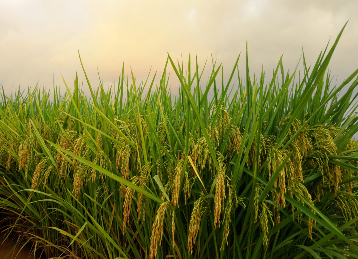 俄罗斯盛产水稻小麦吗